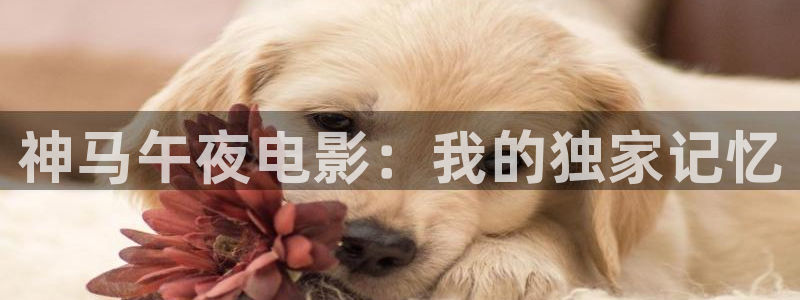 韩国午马电影